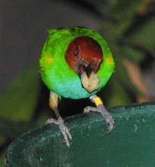 Bay-headed Tanager